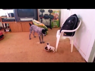 Ты не ты, когда голоден