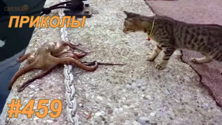 Приколы июль 2019 №459