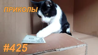 Приколы май 2019 №425