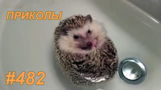 Приколы июль 2019 №482